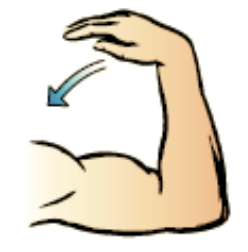 movement as the joint reduces the angle between the bones