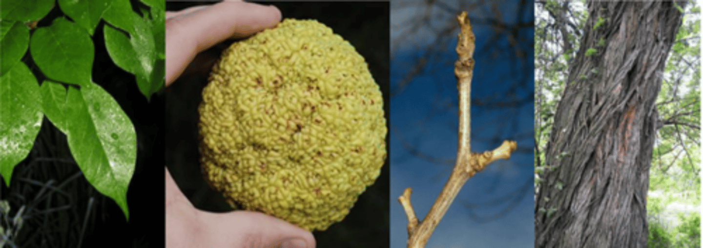 <p>Leaves: Alternate, simple, pinnately veined, 2-5” long, oblong to ovate with an acuminate tip, margins entire, upper surface shiny. </p><p>Flower: Species is dioecious; females are borne in dense, round, clusters; males borne in subglobose racemes; neither showy, appearing late spring to early summer. </p><p>Fruit: A large, round multiple of drupes 4-5” in diameter, with a very distinctive citrus smell; the outer surface looks like "brains"; when crushed, a white, milky juice is exuded, maturing in early fall. </p><p>Twig: Moderately slender, zigzag, green changing to buff or orange-brown. Twigs are armed with stout, unbranched thorns at each leaf scar. A milky sap is exuded when cut. </p><p>Bark: Orange-brown, developing scaly ridges with irregular furrows. </p><p>Wood: Bright yellow-orange; yields a yellow dye when boiled in water. Also used for bows, hence the name “bois d’arc” or bowwood. </p><p>Form: A medium sized tree with a short trunk. The crown is irregular, with stiff, spiny branches. Campus trees shaped like coral.</p><p>Looks like: red mulberry - white mulberry - gum bumelia</p>