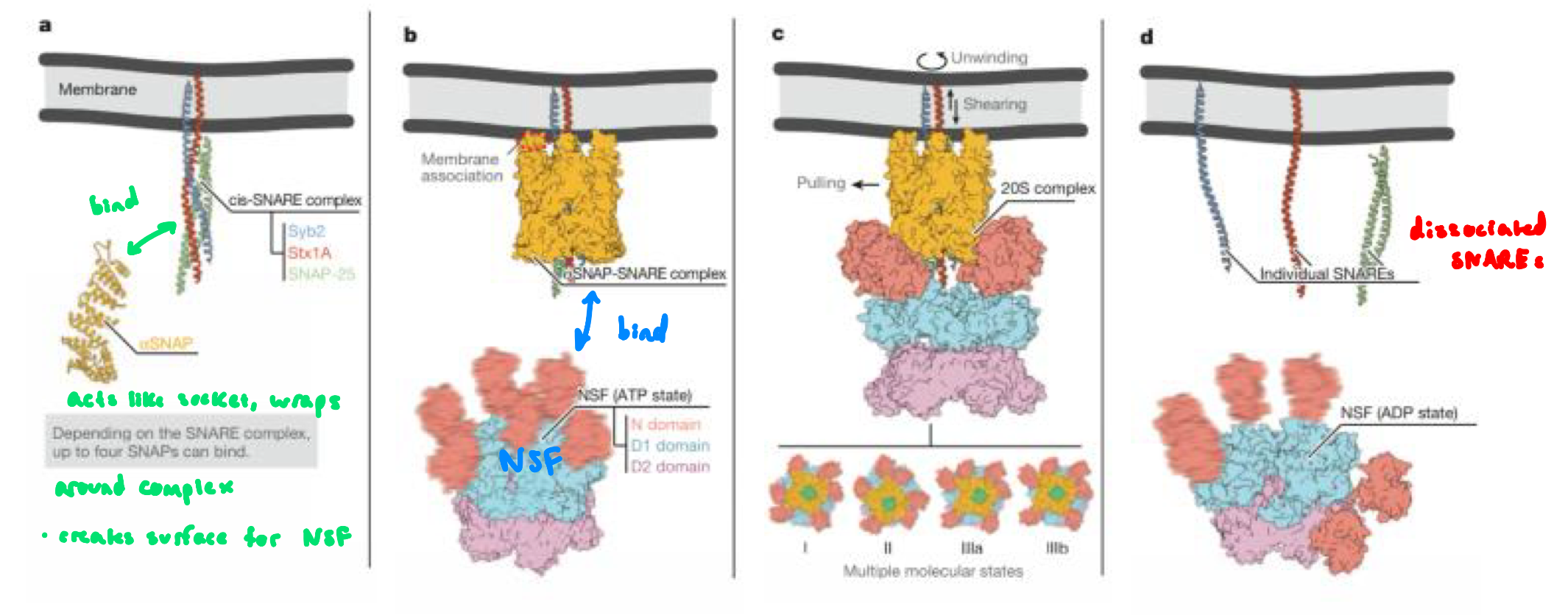 knowt flashcard image