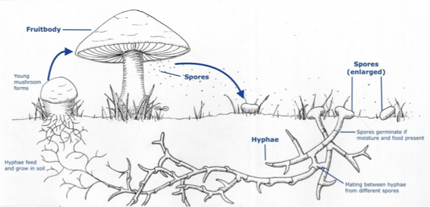 <p>The fruiting body is the part of a fungi that will house the reproductive structures (spores)</p><p></p>