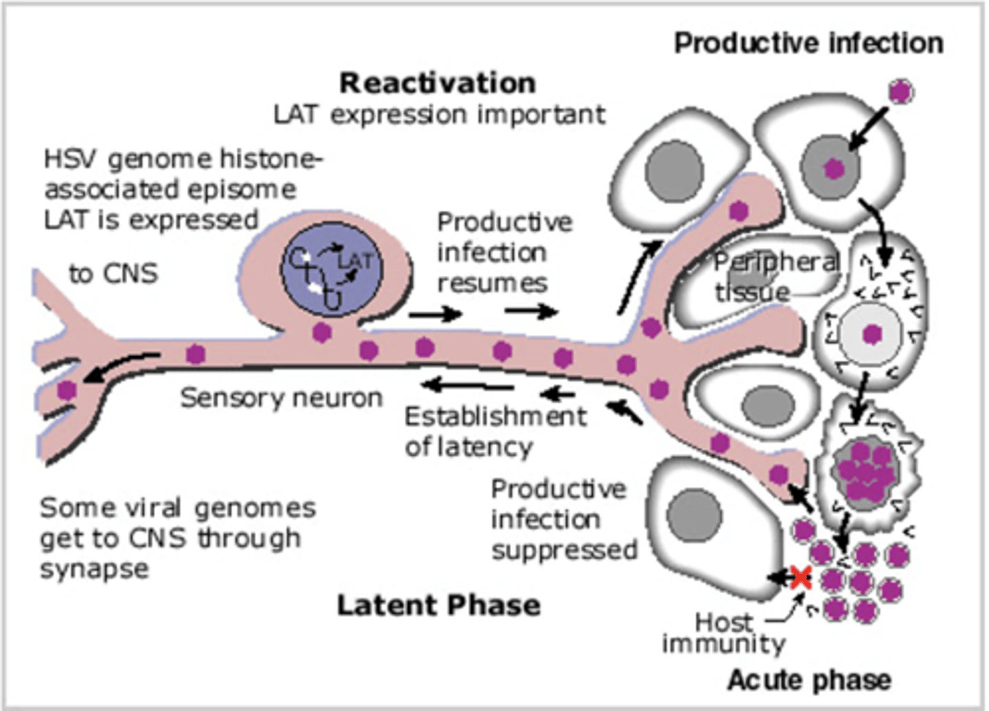 <p>HSV, VZV, CMV, HHV-6, EBV, KSHV</p><p>Establish lifelong infections in the host</p><p>Three stage life cycle:</p><p>-Primary infection</p><p>-Latent infection</p><p>-Reactivation</p>