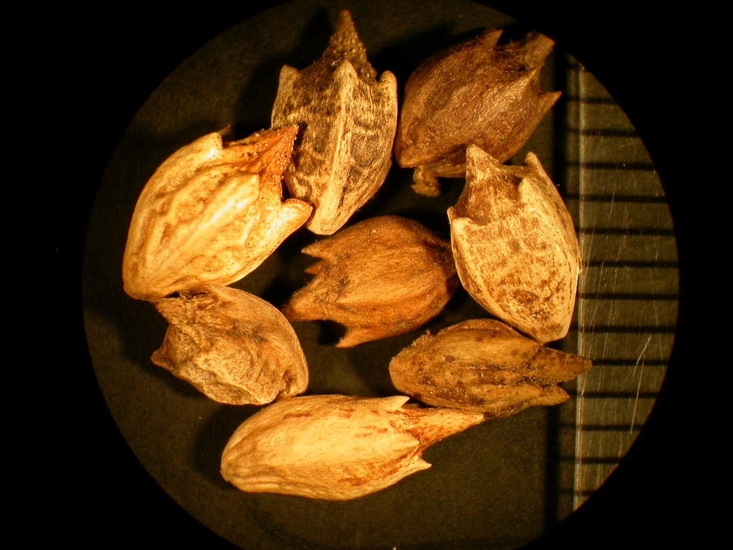 Ambrosia trifida
