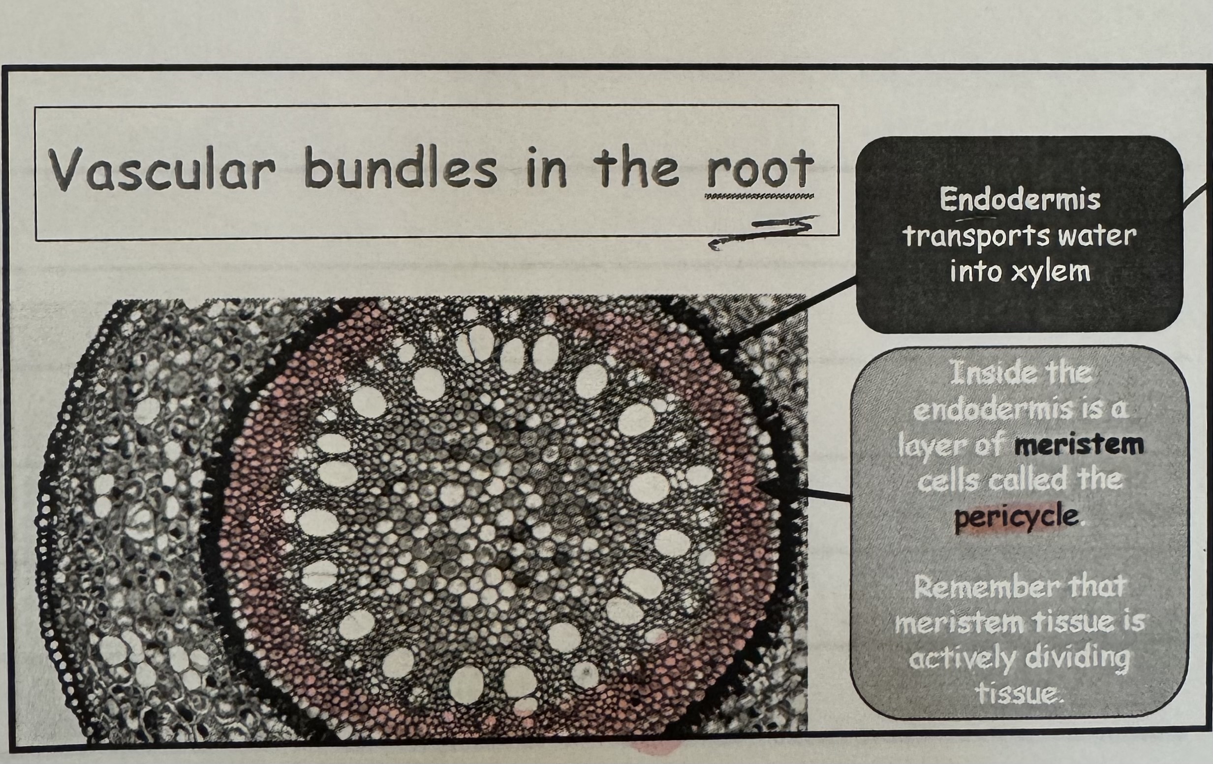 <p>what cell is on outer layer of the root ? </p>