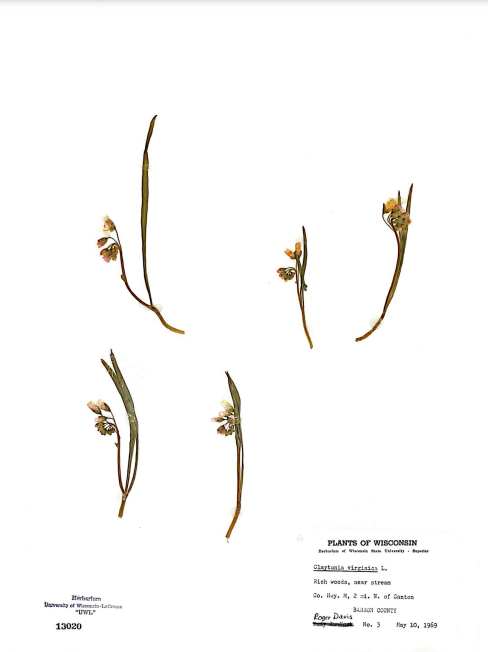 <p>Montiaceae</p>