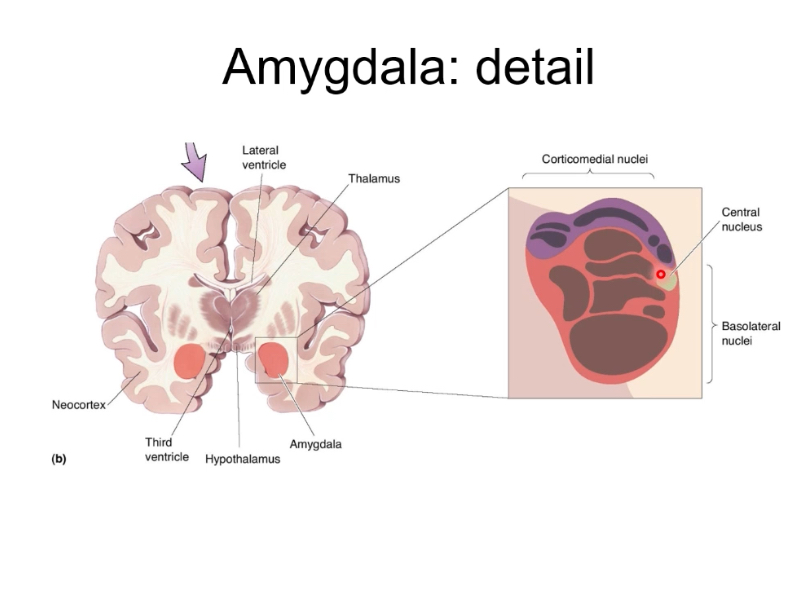 <p><span>• Basolateral nuclei (BLA): Receive sensory input from cortex and thalamus</span></p><p class="p1"><span>• Corticomedial nuclei: Olfactory and visceral input</span></p><p class="p1"><span>• Central nucleus: Major output to hypothalamus and brainstem</span></p><p class="p1"></p><p class="p1"><span>The basolateral amygdala is essential for forming associations in fear conditioning.</span></p><p class="p1"><span>The central nucleus is the controller of autonomic fear responses.</span></p>