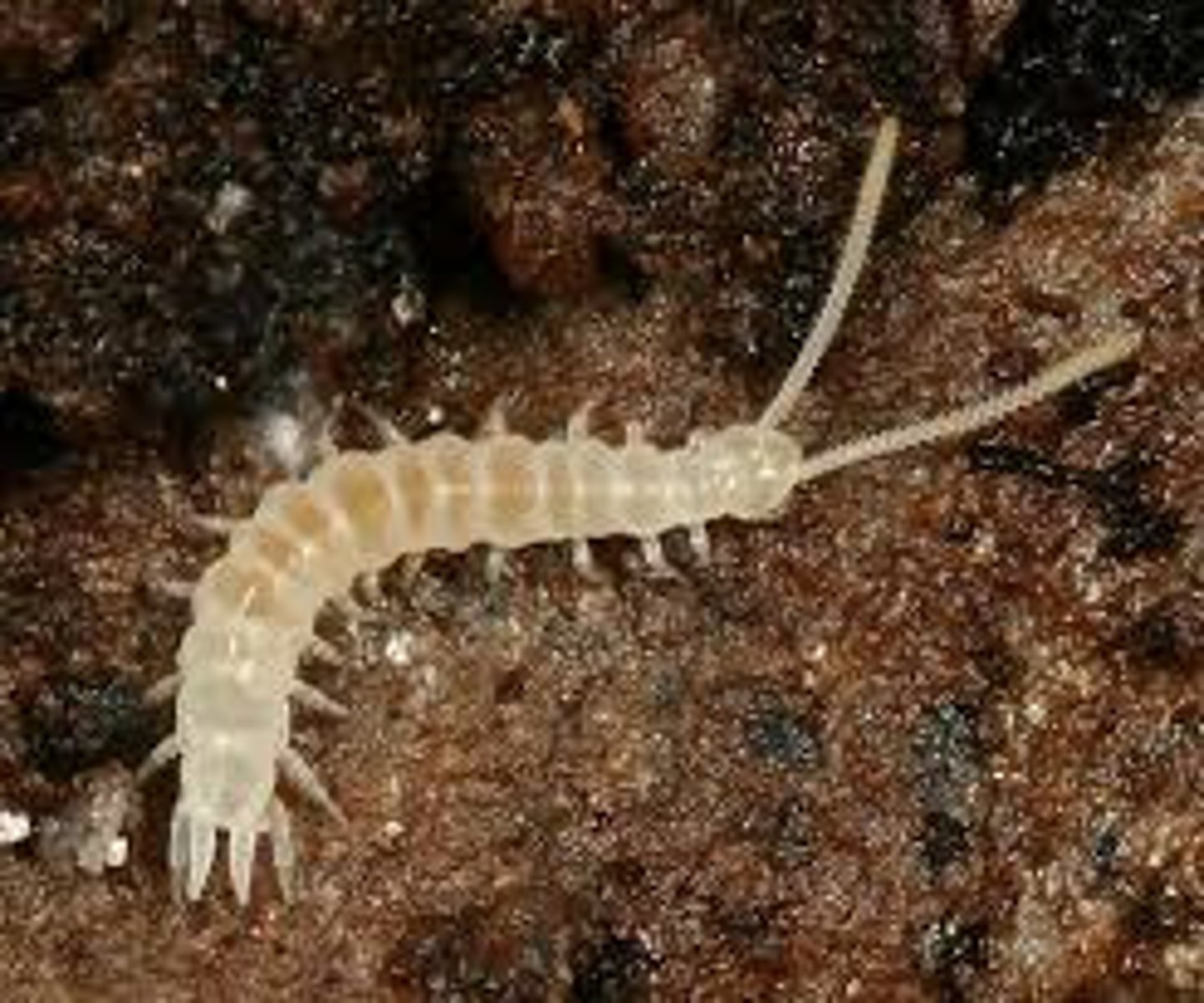 <p>(garden centipedes); One pair of legs per segment; no venomous fangs; no eyes, no pigmentation; last segment with cerci; relatively long, segmented antennae</p>