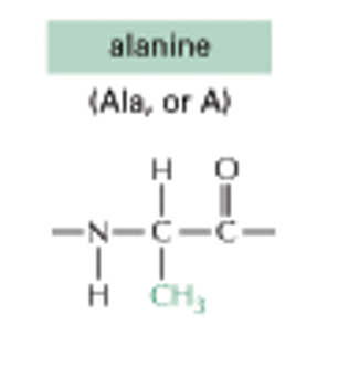<p>Alanine (CH3) (NONPOLAR SIDE CHAINS)</p>