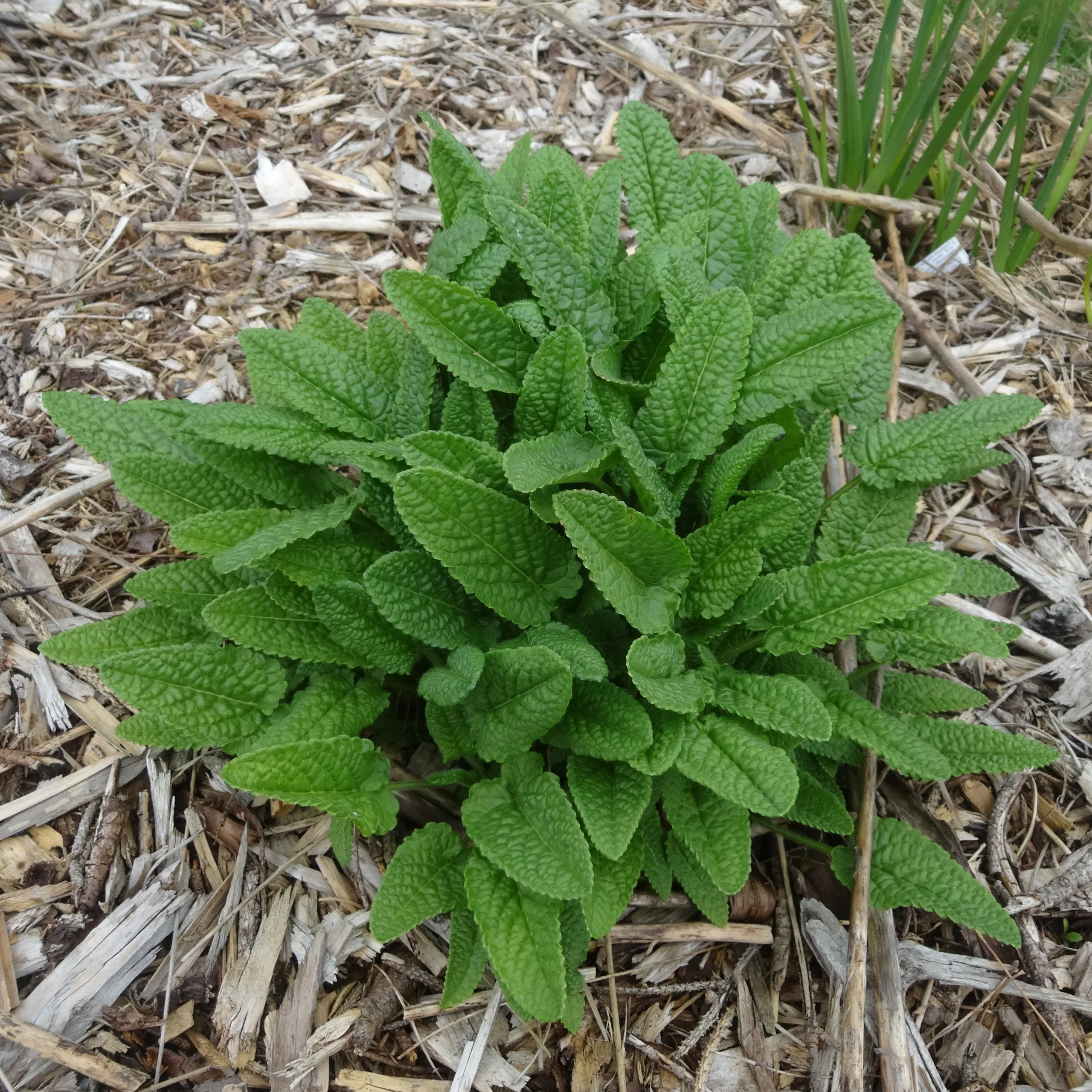 <p>unscented foliage, square stems, cut back, check cross cut stems</p>