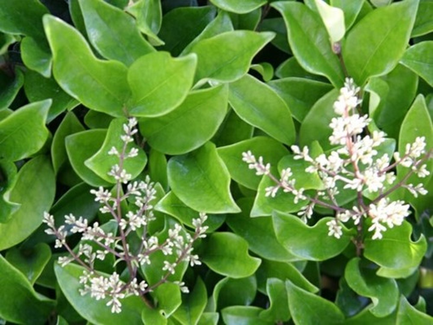 <p>Lingustrum spp. <br>Oleaceae</p>