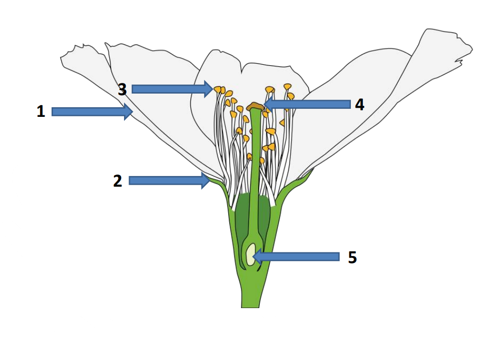 <p>4</p>
