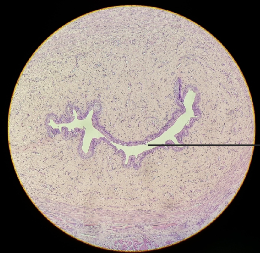 <p>what is this?</p>