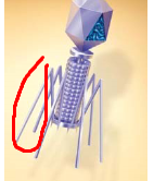 <p>Structure circled in red</p>