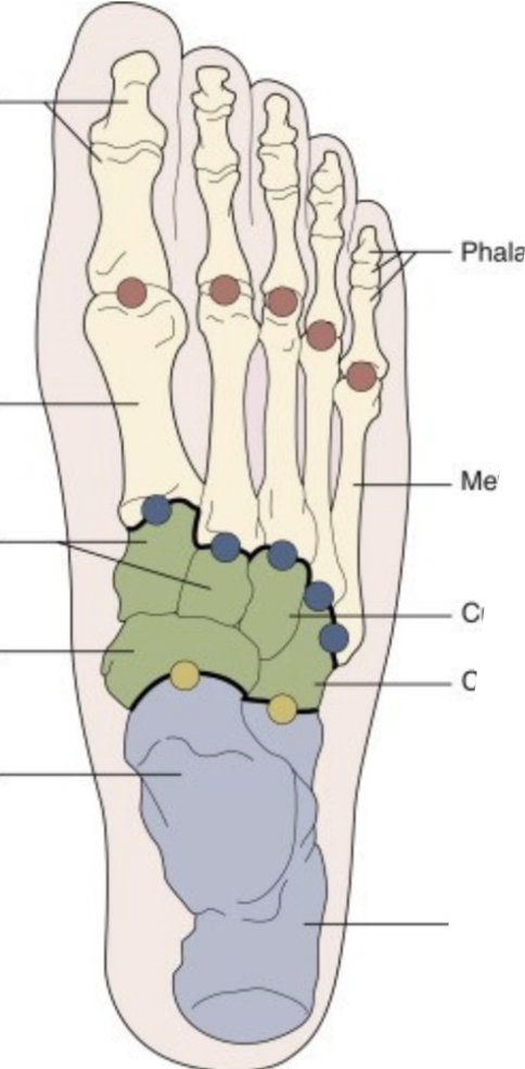 <p>Areas of the Foot</p>