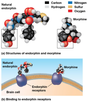 <p>Molecular size and shape</p>
