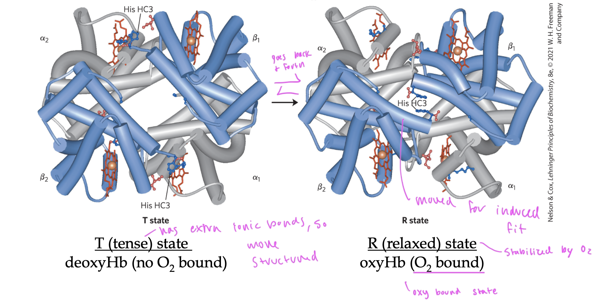 <ul><li><p>oxyHb (has O2)</p></li><li><p>“relaxed state”</p></li><li><p>lacks that extra structure that T state has, so can conform to fit the oxygen in it by doing induced fit, so holds an O2</p></li></ul><p></p>