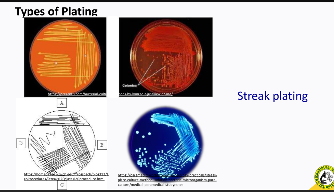 <p>streak plating</p>