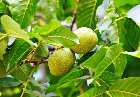 <p>ořešák královský </p>