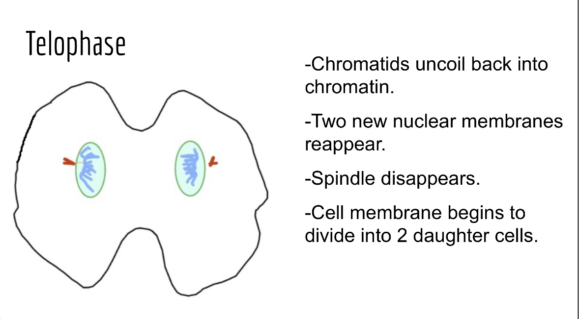 <p>Chromatids uncoil into chromatin, nuclear membranes reform around each set of chromosomes, and the spindle apparatus disassembles. (5th step)</p>