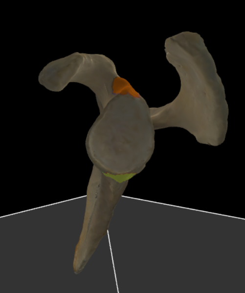 <p><span>knobbeltjes juist boven en juist onder de cavitas glenoidalis voor een spieraanhechting</span></p>