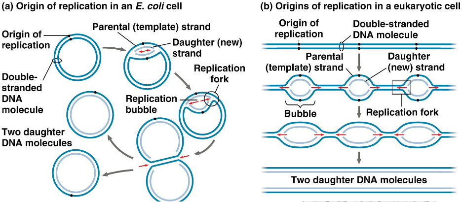 <p>origin of replication- the location where the two DNA strands open up and form a replication bubble. Replication occurs in both directions until the entire molecule is replicated.</p><p>Prokaryotes are circular</p><p>Eukaryotes are parallel and multiple replications can happen at once.</p><p>helicase opens the two strands, starting a replication fork single-strand strand binding proteins keep the strands from rejoining, topoisomerase goes ahead to relieve the strain of twisting of the double helix by breaking, swiveling, and rejoining DNA strands, RNA primase sets down RNA primer 5’ to 3’ in respect to daughter strand before DNA polymerase III sets down nucleotides from 3’ end of the RNA primer.</p><p></p><p>leading strand- moves toward the replication fork </p><p></p><p></p>