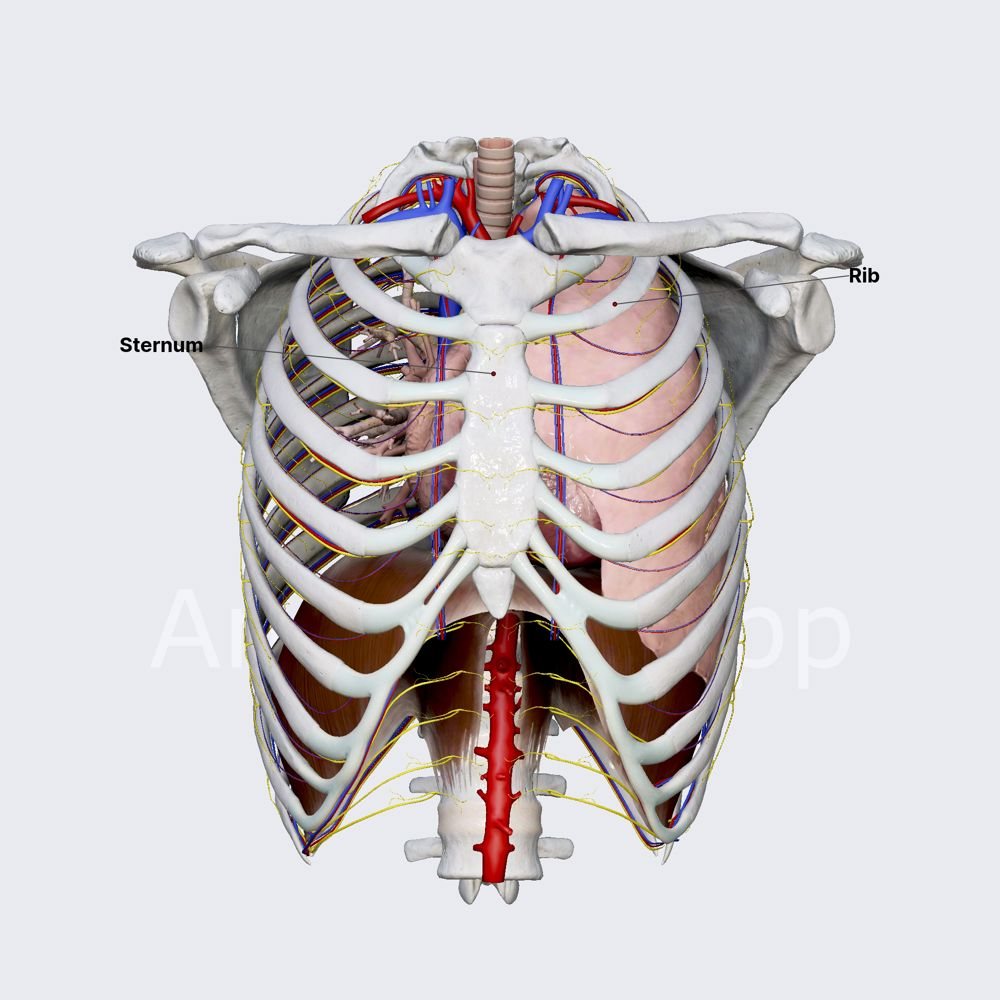 <p>chest</p>