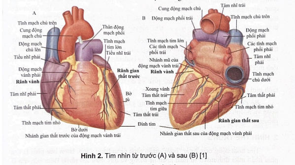 <p><span>Rãnh vành (coronary sulcus) hay rãnh nhĩ - thất chạy vòng quanh tim ngăn cách các tâm nhĩ với các tâm thất</span></p>