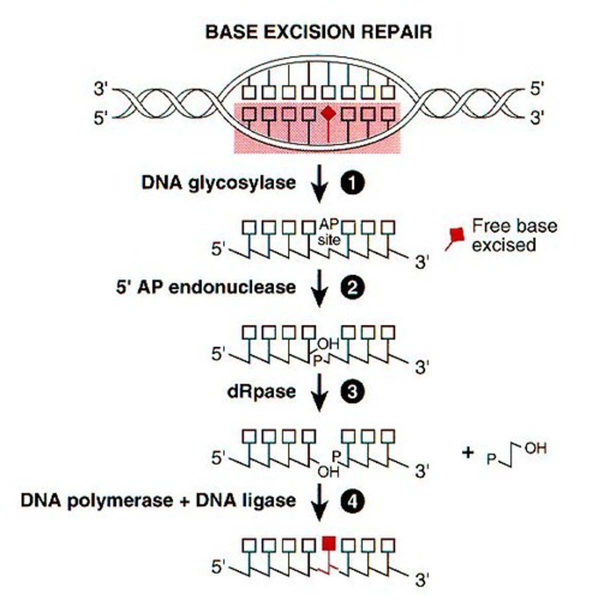 <p>Base excision repair system (DNA exonuclease relies on lack of H-bond formation to recognize mismatched DNA, which does occur with RNOS damage)</p>