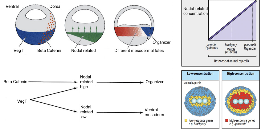 <p>A <strong>gradient of Nodal-related signals</strong> (created by Beta Catenin activity) in the marginal zone specifies different mesodermal fates as the Nodal concentration decreases laterally and ventrally:</p><ul><li><p><strong>High Nodal-related concentration</strong> driven by the Nieuwkoop Centre, in the Organiser activates genes such as Goosecoid, which later results in inducing <strong><u>dorsal mesoderm</u></strong> (e.g., notochord, prechordal plate). Although Wnt/β-catenin is also required.</p></li><li><p><strong>Intermediate concentrations</strong> induce <strong>muscle</strong> (e.g., <em>brachyury</em>, <em>α-actin</em>).</p></li><li><p><strong>Lower Nodal-related concentrations</strong> in the ventral and lateral marginal zone cells leads to their differentiation into <strong>ventral mesoderm</strong> (e.g., blood, kidney, heart).</p></li><li><p>Animal cap cells not exposed to Nodal become <strong>ectoderm</strong> (e.g., <em>keratin Epidermis</em>).</p></li></ul><p></p>