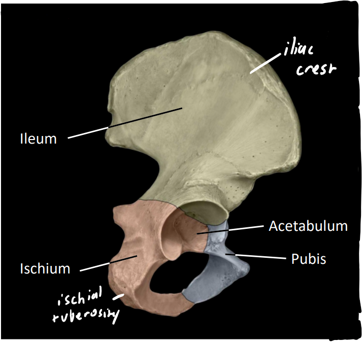 <p>iliac crest</p><ul><li><p>bony ridge</p></li><li><p>felt as hips/waist</p></li></ul><p>ischial tuberosity</p><ul><li><p>‘sit'‘ bone</p></li></ul><p></p>