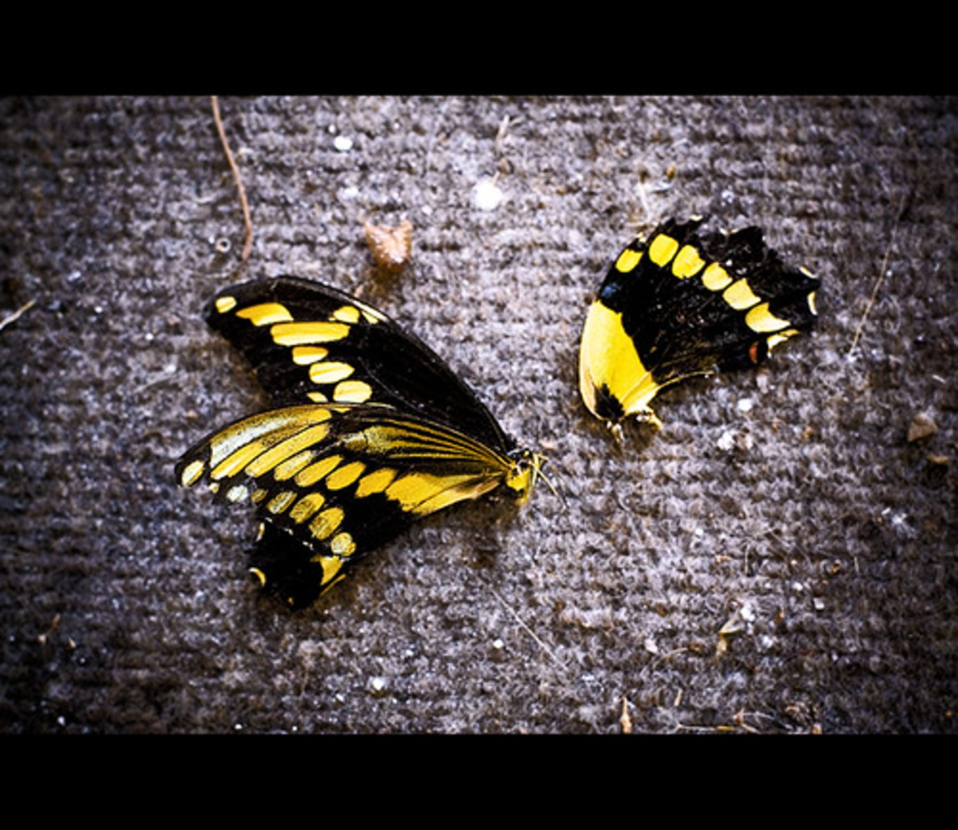 <p>weakness and lack of strength (sự yếu đuối, mong manh). Example: He realized his own frailty as he grew older.</p>