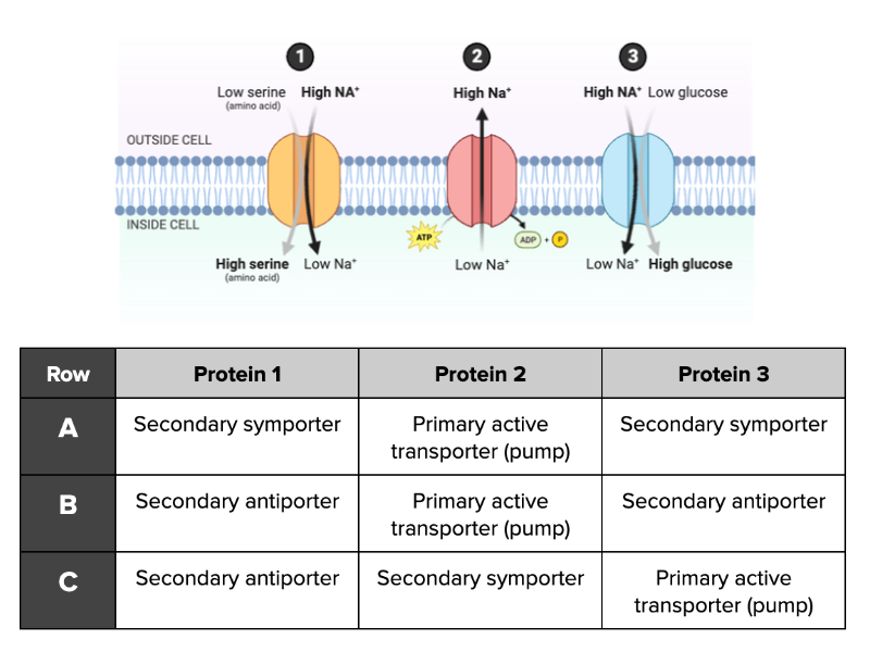 <p><span>Which row in the table provided accurately describes the functions of Proteins 1, 2, and 3 shown in the figure?</span></p>