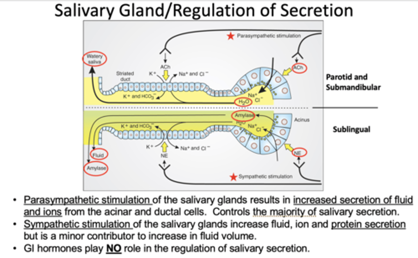 <p>parasympathetic</p>