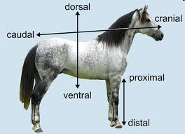 <p>Directional Terminology </p>
