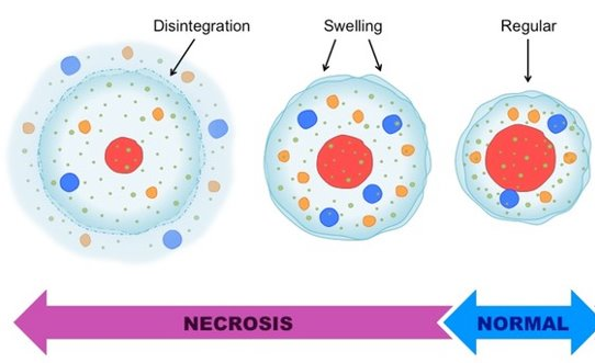 <p>a pathological cell death due to injury</p>