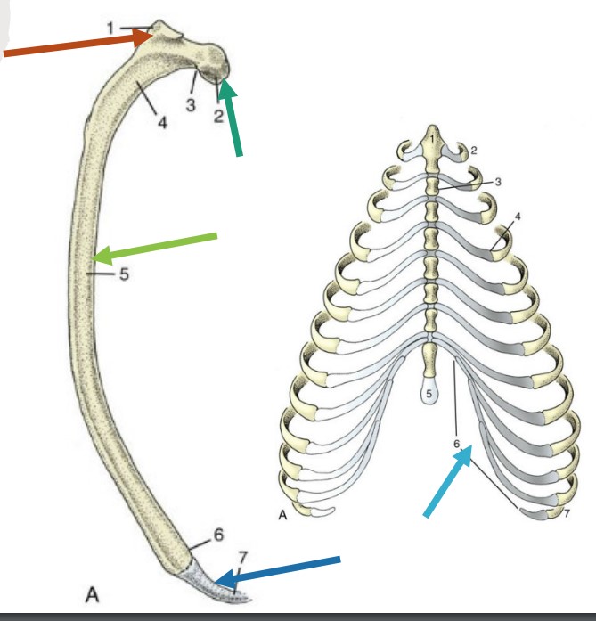 * also called capitulum
* articulates with the body of the cranial vertebrae

*dark green 2*