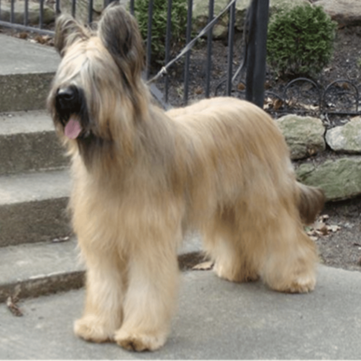 <p>FCI -1 , high ears, flat with long hair</p>