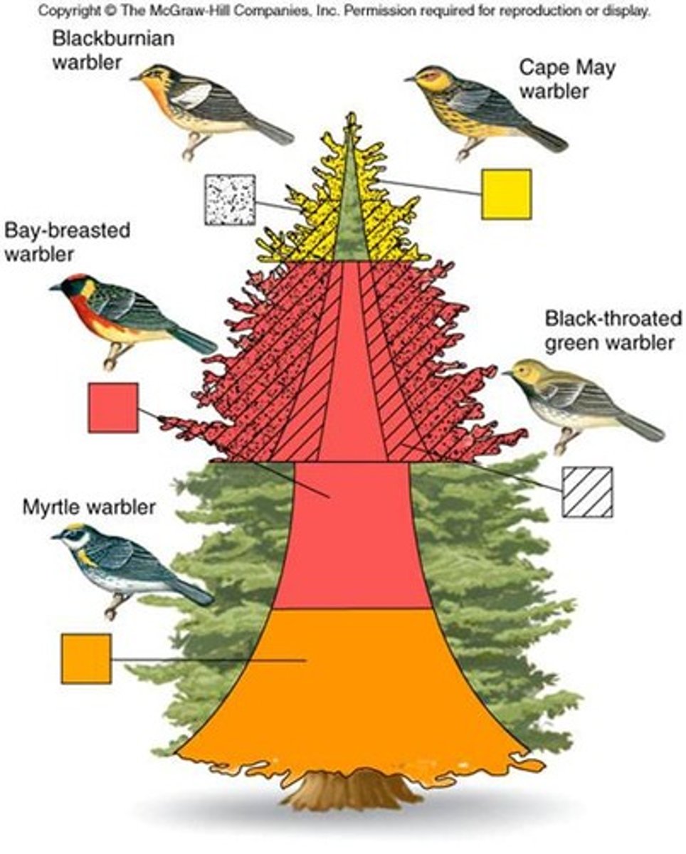 <p>When species avoid competition by dividing the use of resources.</p>