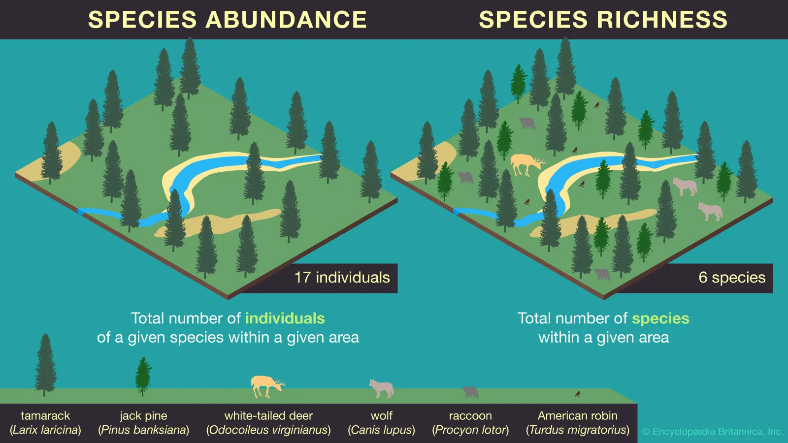 <p><span>The # of different species in the community</span></p>