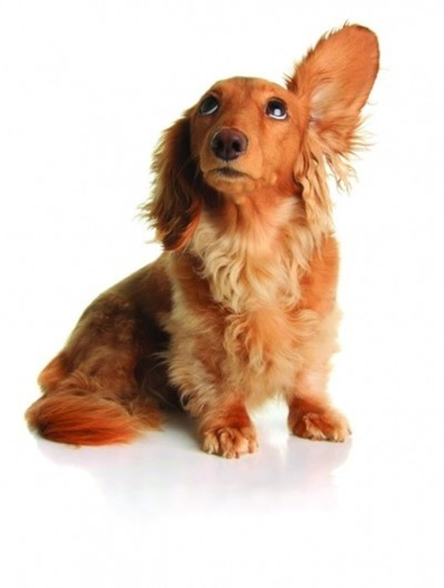 <p>to hear</p>