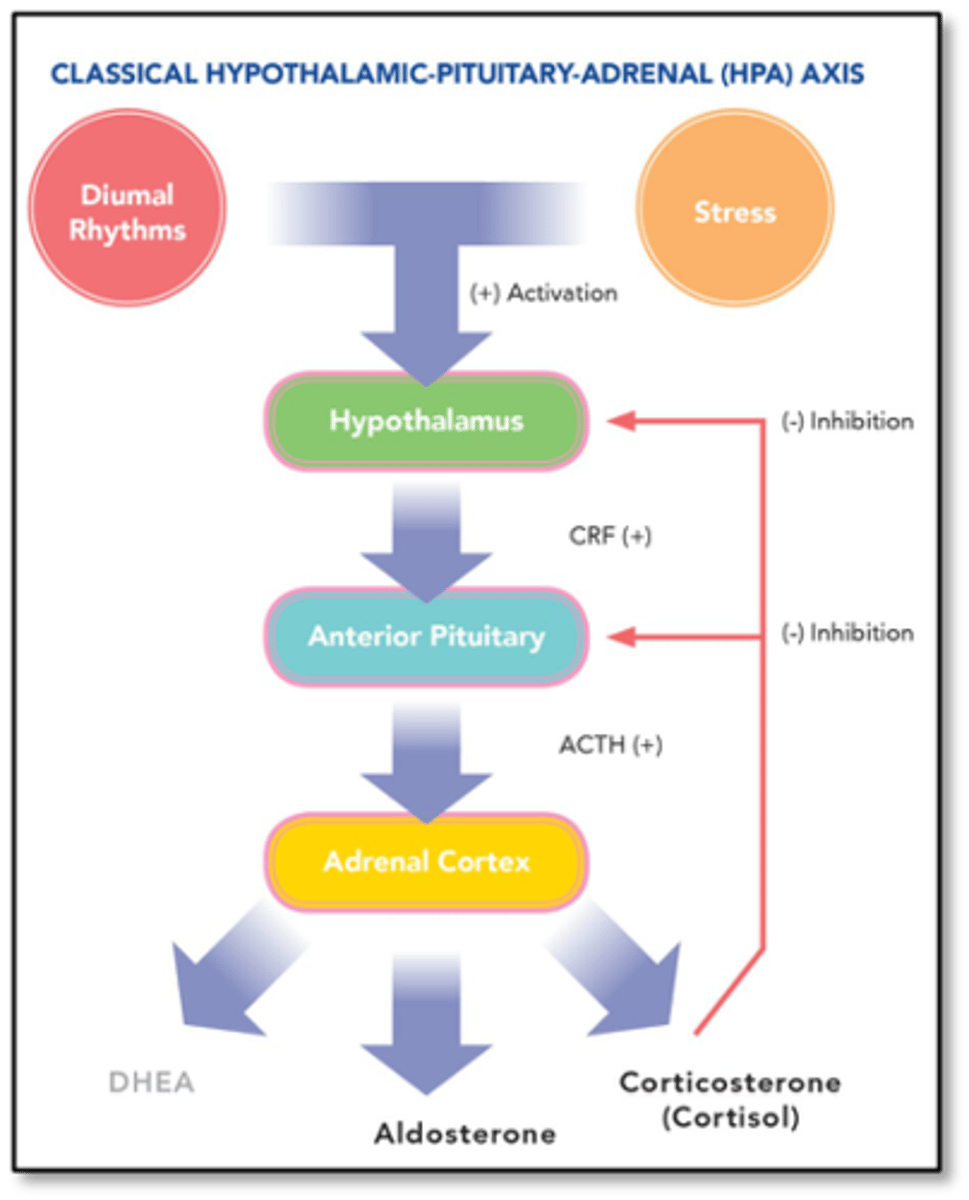 <p>HPA axis controls release of cortisol</p><p>- when there is enough, it negative feedbacks hypothalamus CRH (cortisol releasing hormone) and pituitary ACTH release that stimulate cortisol production</p>