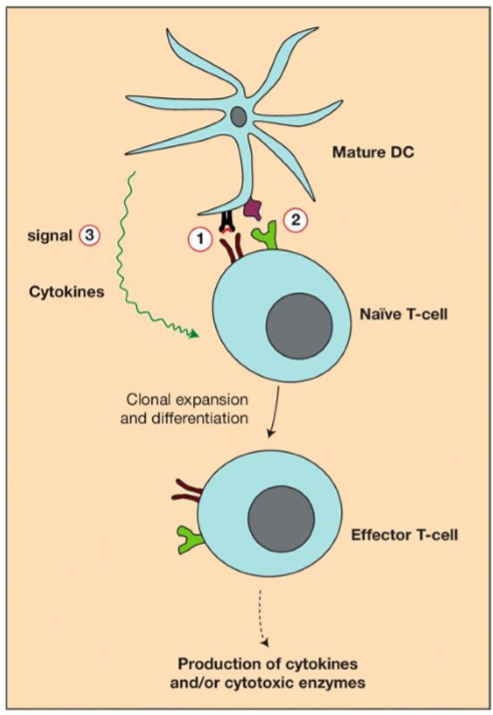 <p>Cytokines released → Clonal expansion &amp; proliferation → T cell activated</p>