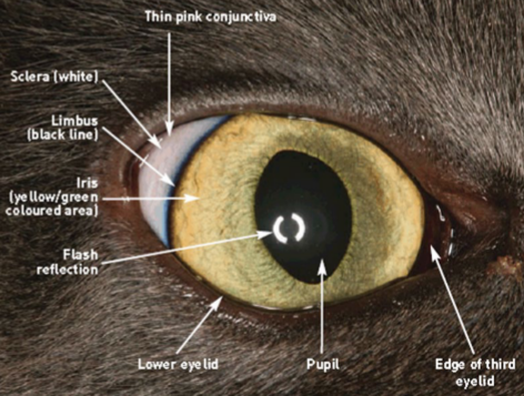 knowt flashcard image