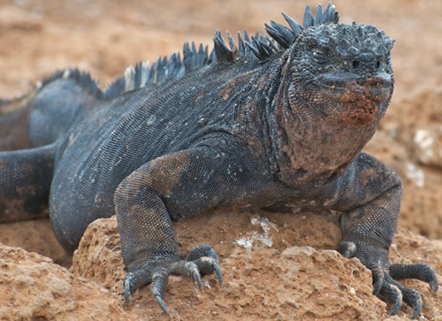 <p>(Amblyrhynchus cristatus)</p>