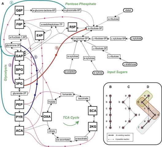<p>Conserved pathways converting substrates into energy and precursors</p>