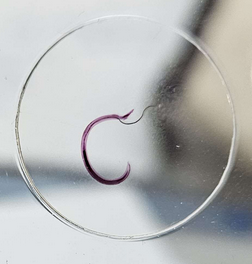 <p><span data-name="microscope" data-type="emoji">🔬</span><span data-name="petri_dish" data-type="emoji">🧫</span><strong><span> </span>Na podstawie zdjęcia preparatu:</strong></p><p></p><ul><li><p><span data-name="book" data-type="emoji">📖</span><span> </span>rozpoznaj gatunek pasożyta;</p></li></ul><p></p><ul><li><p><span data-name="recycle" data-type="emoji">♻</span><span> </span>rozpoznaj wszystkie formy rozwojowe;</p></li></ul><p></p><ul><li><p><span data-name="microbe" data-type="emoji">🦠</span><span> </span>wskaż organelle i cechy charakterystyczne dla danego gatunku;</p></li></ul><p></p><ul><li><p><span data-name="mask" data-type="emoji">😷</span><span> </span>nazwij chorobę, którą pasożyt wywołuje.</p></li></ul><p></p>