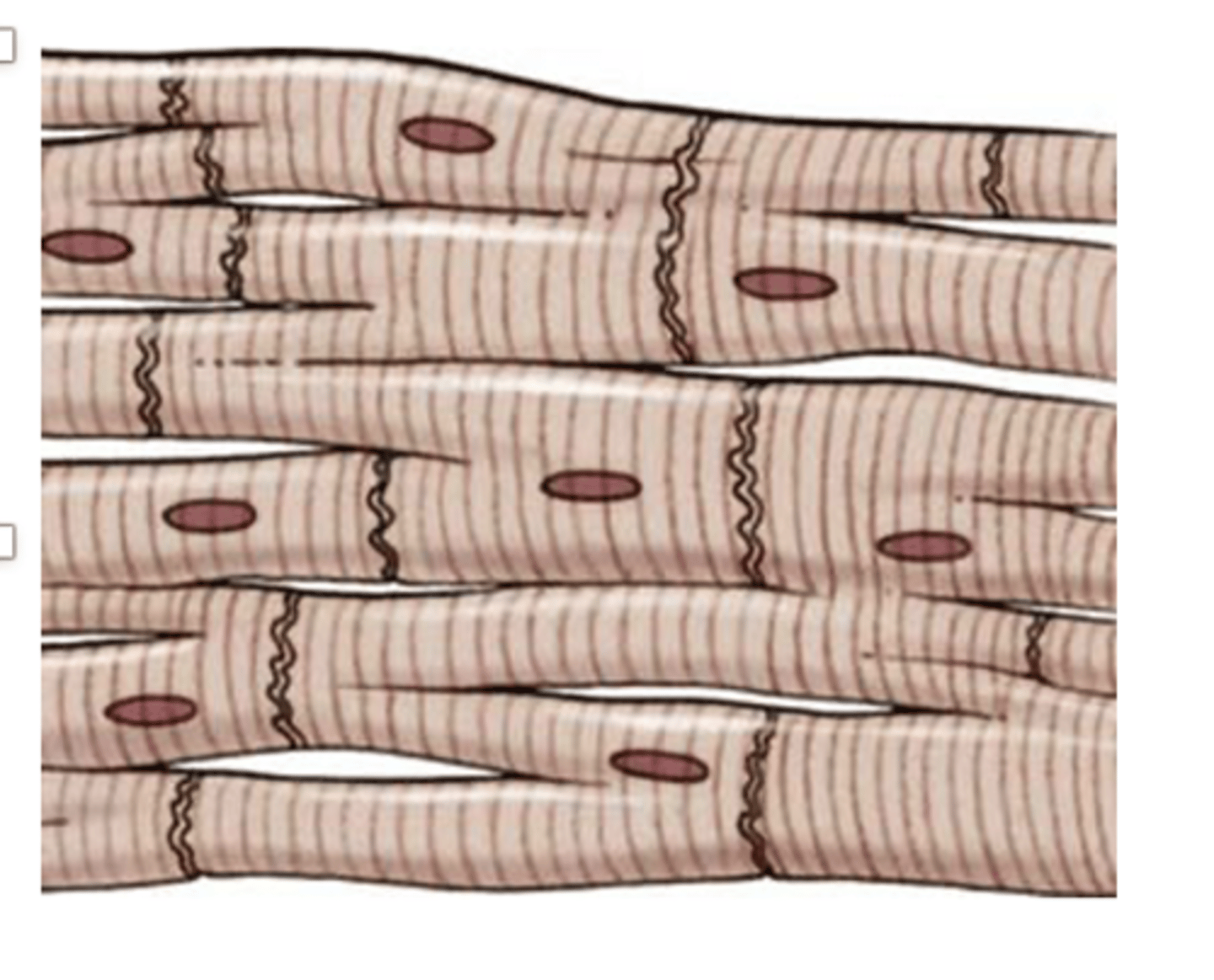 <p>What are intercalated discs in cardiac muscle? </p>