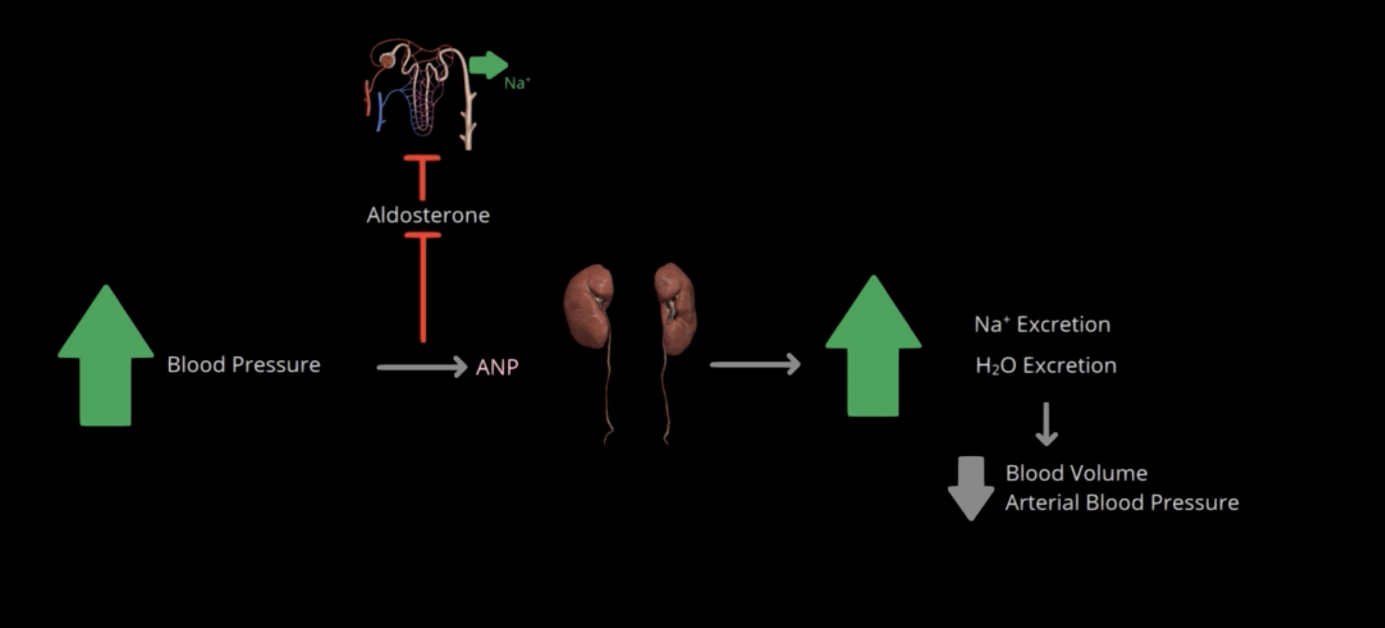 <p>Response to elevated BP, inhibits release of aldosterone which inhibits reabsorption of Na+ by DCT and collecting ducts &gt; increases both Na+ and water excretion by the kidneys &gt; lowers blood volume and BP</p>