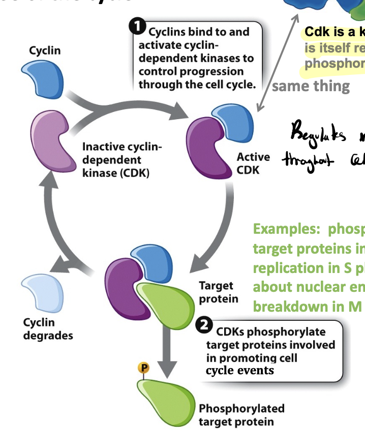 <p>regulates the cell cycles and drives each phase of the cycle</p><ul><li><p>cyclin concentrations changes, whereas the Cdk component is present at constant levels</p></li><li><p>when their job is done, cyclin is degraded (so cell cycle can only move in the forward direction)</p></li><li><p>contains heterodimers of cyclin and cDK</p></li></ul><p></p>