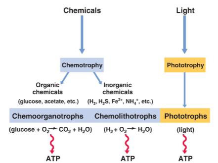 <p>Idea - energy stored within chemicals&nbsp;“saved up”</p><p>ATP - high energy bonds</p><p></p>