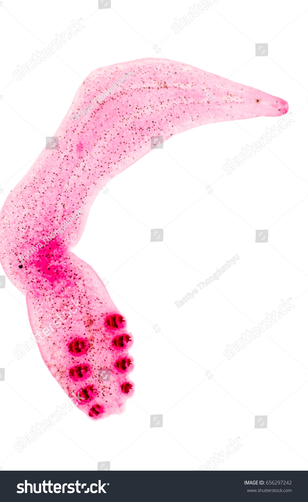 <p>Phylum?Class?<br>Symmetry? Tissue type?<br>Cavity?</p>